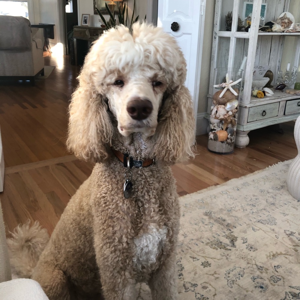 Meet your Posher, Nella